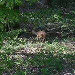 Cocon Dans La Foret *