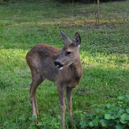 Cocon Dans La Forêt Chalet