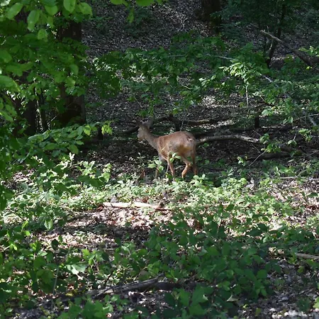 Cocon Dans La Foret *