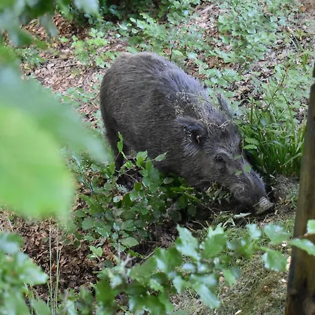 Cocon Dans La Forêt Chalet